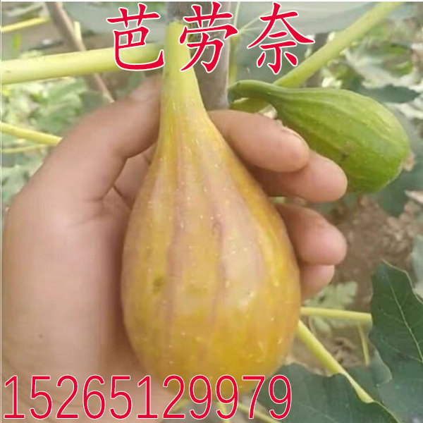 新品种芭劳奈无花果树苗Banane无花果苗当年结果盆栽地栽南北方种