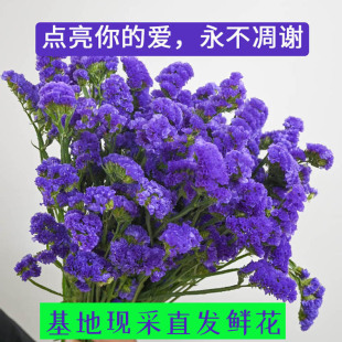 鲜花花云南基地配草勿忘我混搭干花紫色室内水培花满天星