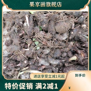 广西荔浦芋头小芋艿新鲜正宗大香芋农家种植栽培育子绿蔬菜苗物