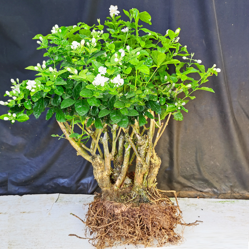 重瓣茉莉花盆栽苗老桩四季开花室内外花卉阳台庭院桌面绿植素氧