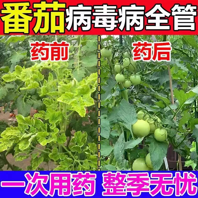 番茄西红柿卷叶病毒病专用药枯萎肥料病菌清缩叶病黄叶卷曲变黄