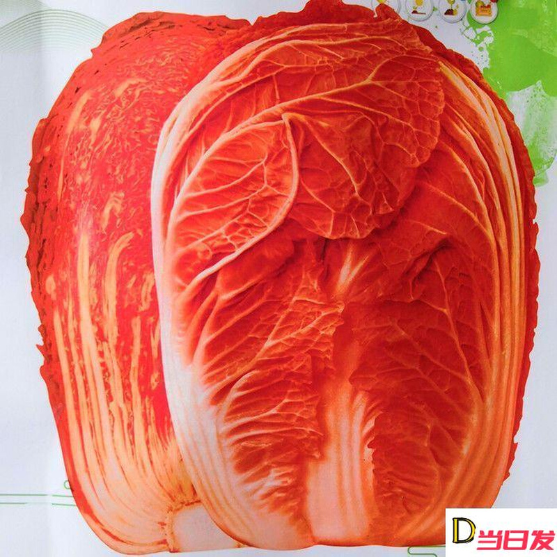 火凤凰大白菜种子抗橘红高产籽易蔬菜种子病心大田高钙农家种植