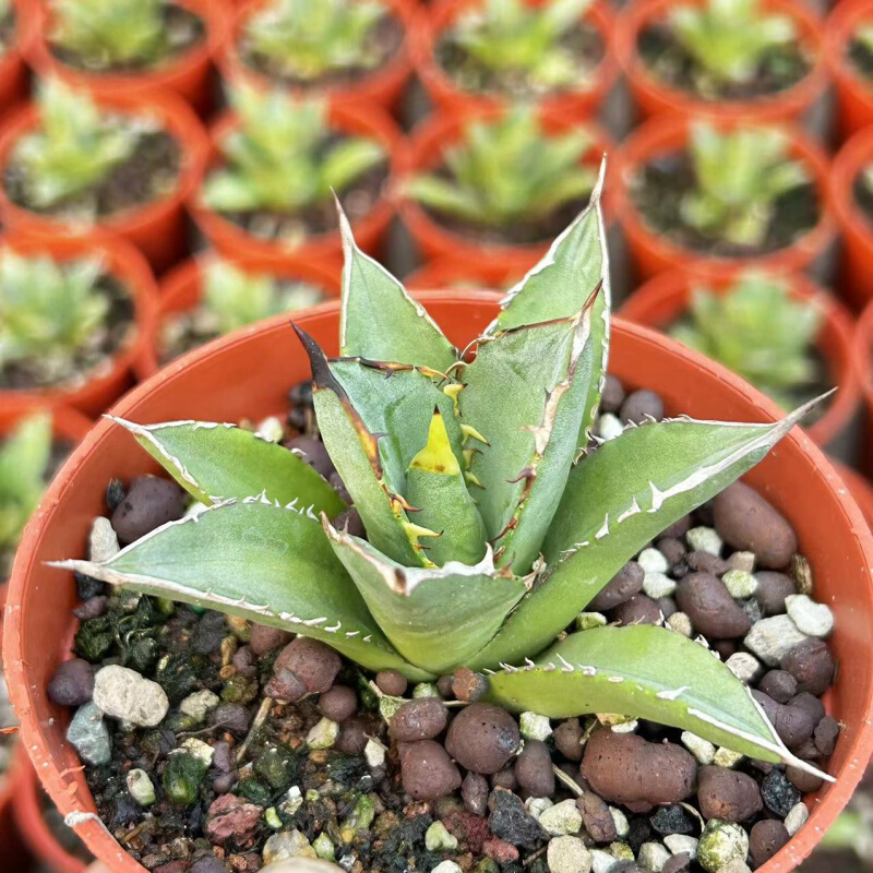 龙舌兰小岛稀有品种多肉植物新植物员外新手好养易养活美观防辐射