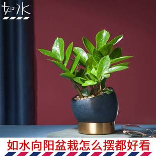 如水盆栽容易养金钱树办公室室内办公桌面水培植物小绿植盆景花卉
