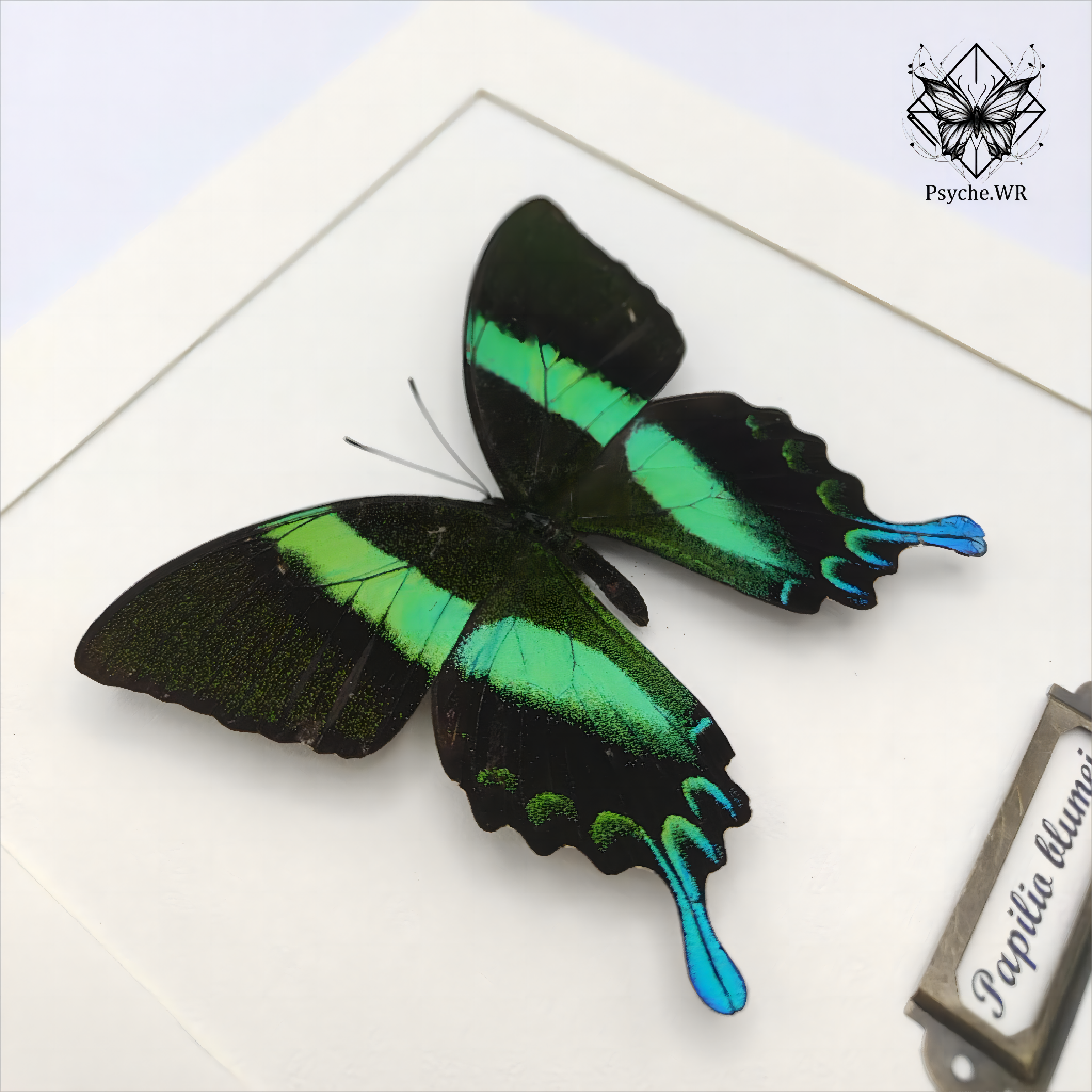 爱神凤蝶真蝴蝶标本成品展示框礼品情侣创意礼物摆件挂画昆虫收藏