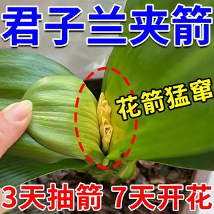 君子兰营养液专用肥急救叶子发黄烂叶烂根促箭剂催花免稀释液体肥