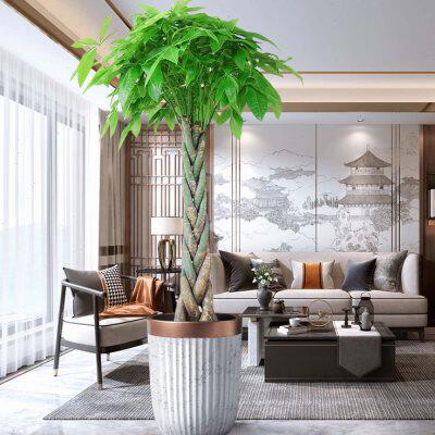 幸福树摆客厅大棵树木盆栽大盆栽办公室开业发财树乔迁新居大绿植