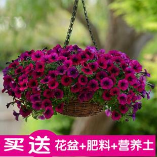 垂吊矮牵牛花种盆栽四季开花不断室内花卉绿植好养易活阳台庭院