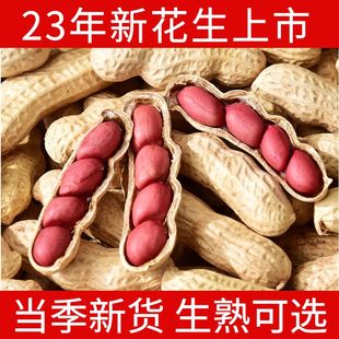 广东红皮花生带壳晒干生的农家种子新鲜四粒红衣花生米2023新货