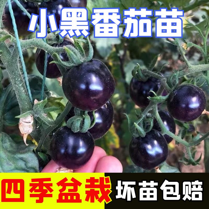 黑骑士樱桃黑番茄秧苗四季黑西红柿种苗苗子西黑柿春季蔬菜苗