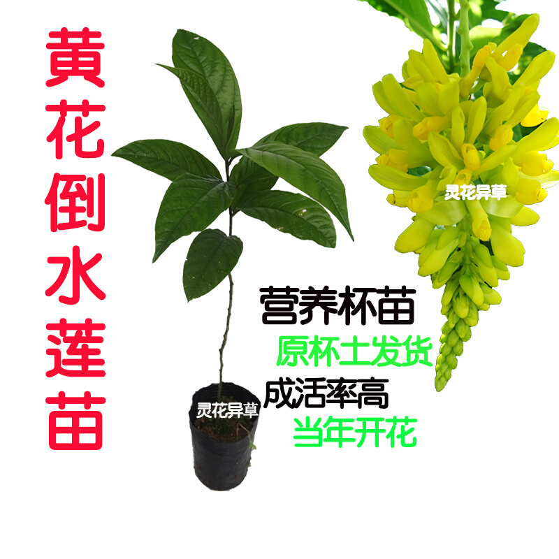 盆栽黄花倒水莲杯苗观音串倒吊黄黄花远志倒吊黄吊水莲苗倒吊莲苗