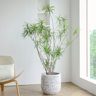 富贵平安柳叶百合竹客厅绿植室内盆栽大型观叶植物氛围感禅意造型