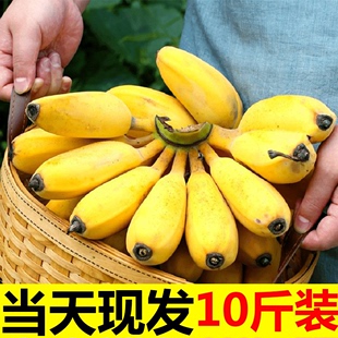 广西小米蕉当季水果新鲜10斤自然熟banana整箱苹果蕉香蕉芭蕉包邮