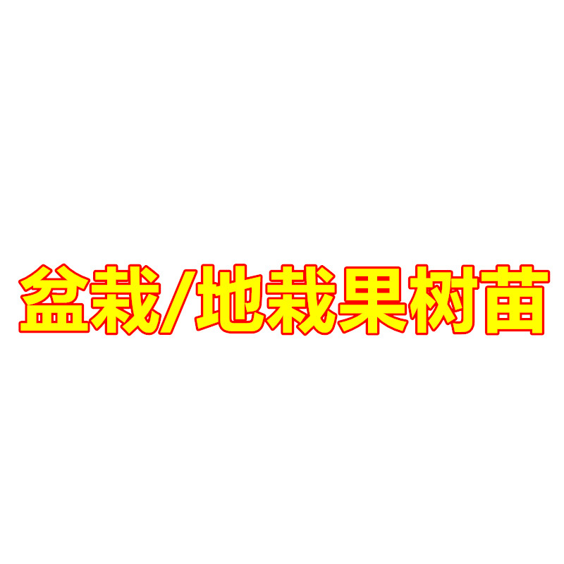 山楂树苗 苹果树苗 梨树苗 柿子树苗南北方都可种植果树苗