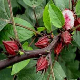 玫瑰茄苗、洛神花苗、红桃K苗、带花带育苗袋泥土发货