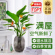 水养桌面天堂鸟水培植物办公室内客厅大叶耐阴绿植盆栽净化空气