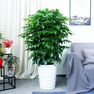 高端盆景放客厅的大盆栽花卉植物室内花好养活四季大型独杆幸福树