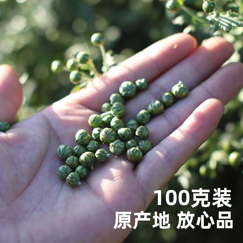 新茶新遂昌石练生野菊米茶 珍珠菊花