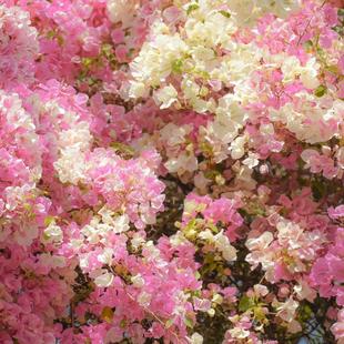 三角梅盆栽绿樱带花卉植物室内花苗重瓣老桩好养易活阳台四季开花