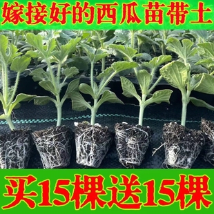 8424嫁接西瓜苗秧苗无籽美都麒麟瓜苗秧南方阳台盆栽种植原土