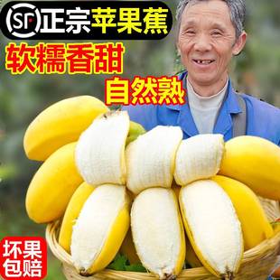 正宗苹果蕉香蕉新鲜10斤新鲜香蕉当季整箱自然熟苹果蕉特大果孕妇