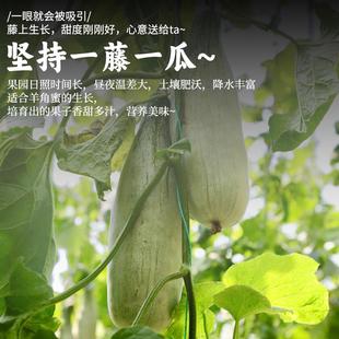 10斤山东羊角蜜甜瓜新鲜大果当季水果整箱绿宝香瓜时令羊角脆包邮