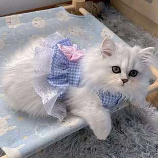 猫咪裙子衣服夏季薄款可爱公主裙背心布偶泰迪幼猫小型犬宠物衣服