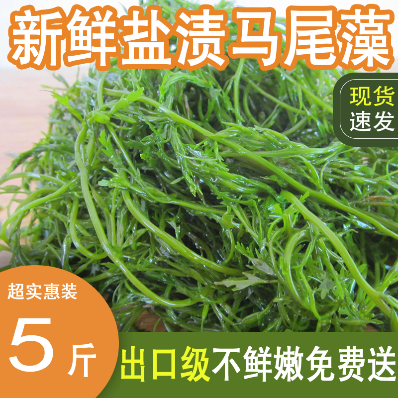 新鲜盐渍马尾藻鞭炮笋海草长寿菜火锅食材海藻菜鞭泡笋羊栖菜商用