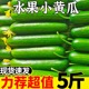 水果黄瓜新鲜包邮6斤小黄瓜青瓜旱生吃脆嫩清甜白玉花瓜蔬菜5整箱