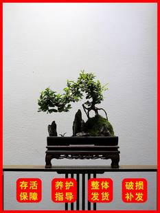 小叶福建茶山水假山盆景造型老桩植物室内客厅办公室茶室绿植盆栽