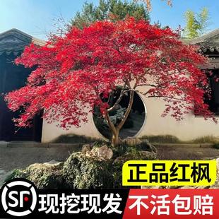 日本红枫树苗地栽老桩庭院别墅绿化植物四季红舞姬室外耐寒盆栽景