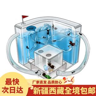 新疆西藏包邮蚂蚁工坊蚂蚁城堡生态箱学生版蚁巢玩具蚂蚁宠物活物