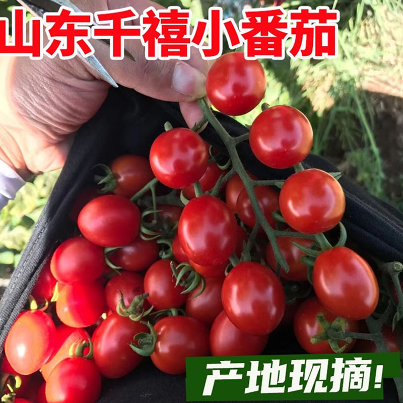 圣女果山东千禧小番茄新鲜樱桃小西红