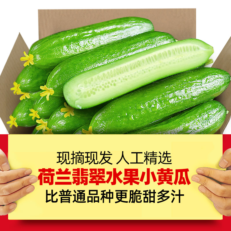 黄瓜新鲜小黄瓜水果小青瓜荷兰蔬菜农