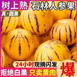 云南石林人参果黄肉熟果圆果人生果大果人参果新鲜水果整箱5斤