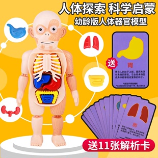 儿童科教人体内脏器官结构模型拆卸构造模具幼儿益智娃娃启智玩具