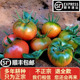 丹东铁皮草莓柿子自然熟绿腚西红柿大连新鲜碱地番茄5斤顺丰包邮