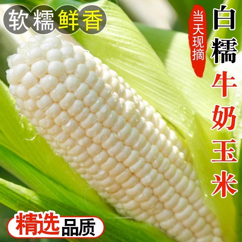 玉米新鲜糯玉米现摘非转基因笨苞米棒