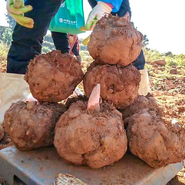 新上市云南生魔芋新鲜现挖现发豆腐灰菜现挖农家自种10斤新鲜蔬菜