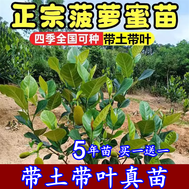 菠萝蜜树树苗嫁接泰国红肉干苞海南四季榴莲蜜木菠萝蜜果树苗庭院