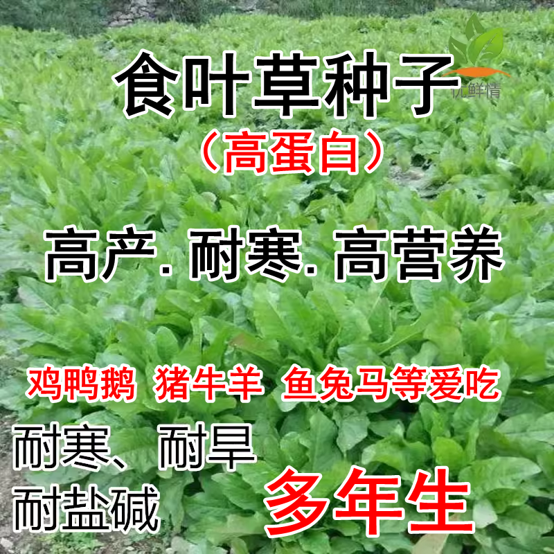 进口高产型食叶草种子耐寒多年生牧草草籽牛羊猪鸡鸭鹅鱼食用草种