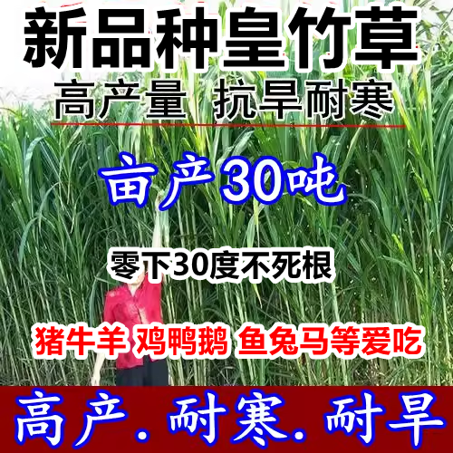 四季新型皇竹草子种孑多年生种子品种黄竹草种节甜象草种养殖畜牧