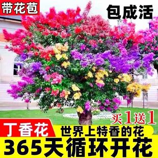 丁香花树苗浓香型四季开花植物南北方室内外庭院盆栽耐寒花卉大全