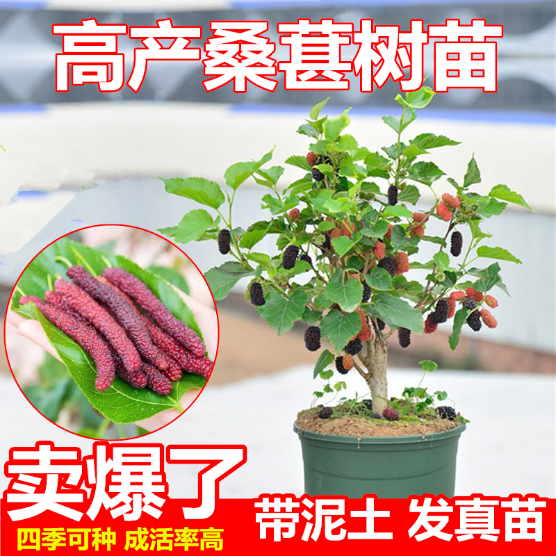 桑葚盆栽树苗结果四季桑树养蚕新鲜食用四季可种花卉绿植阳台果树