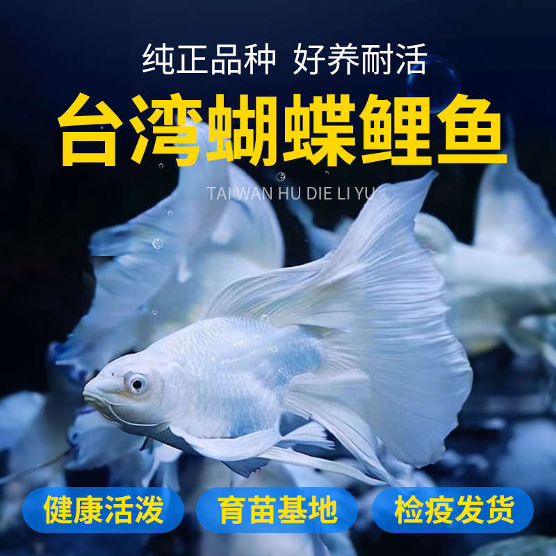 (今日10.5折)台湾蝴蝶鲤大鳍大尾冷水观赏鱼球体短身精品纯种锦鲤鱼金