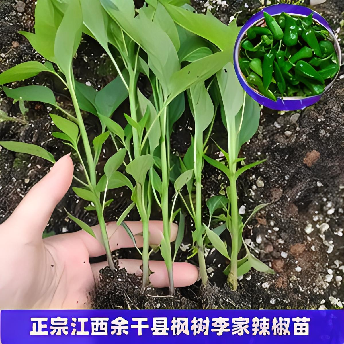 江西余干辣椒苗秧苗四季正宗农家枫树丰收余干椒种植苗本地尖椒苗