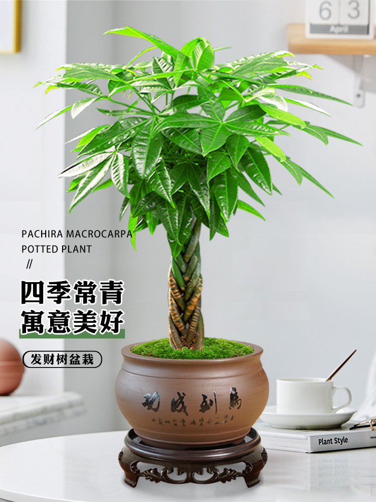 发财树盆栽植物室内花卉绿植办公好养客厅四季常青招财树辫子盆景