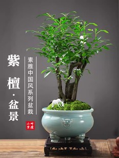 小叶紫檀盆景植物树苗盆栽办公室桌面室内花卉绿植好养活禅意摆件