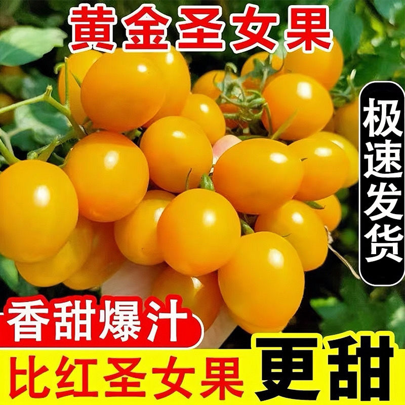 现摘现发黄色小柿子新鲜樱桃小番茄水