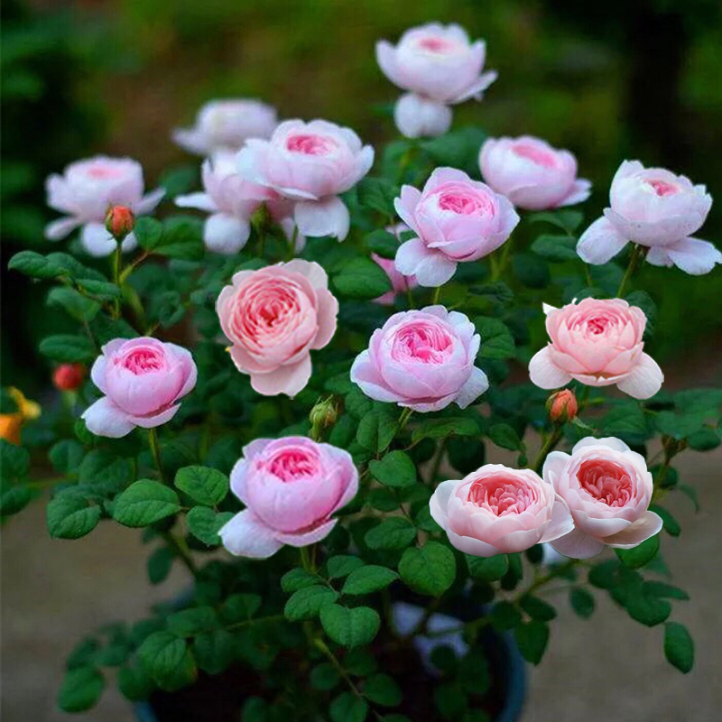 瑞典女王月季玫瑰花树苗月月红特大朵